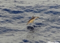delfin comun Delphinus delphis con sus caracteristicas manchas en forma de ocho Cetáceos en el Mar de Alborán