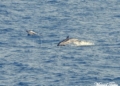 Cetáceos en el Mar de Alborán
