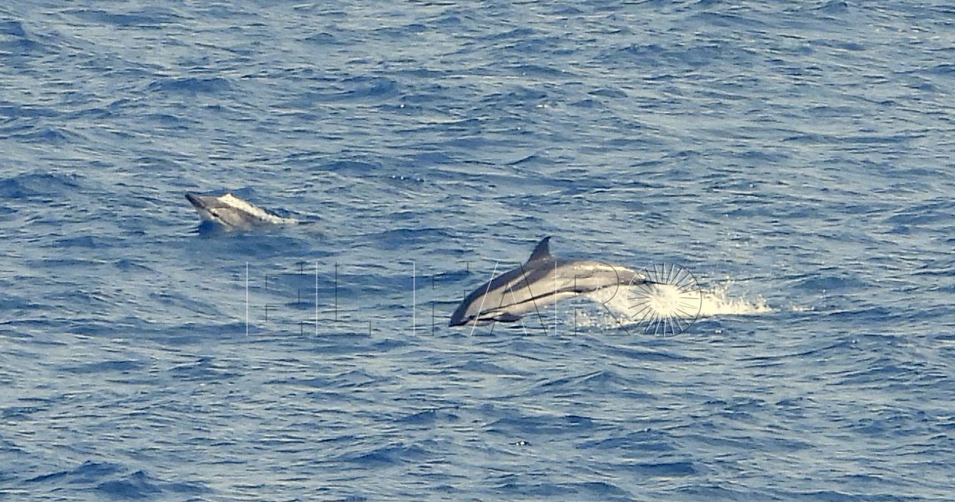 delfin listado Stenella coeruleoalba Se obserba la lista que parte desde el ojo hacia la cola e1683980840799 Cetáceos en el Mar de Alborán
