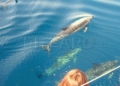 delfines comunes desde el velero Cetáceos en el Mar de Alborán