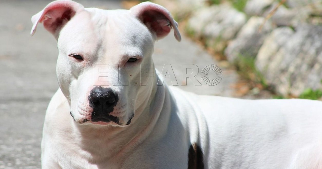 dog gf7f09876a 1280 e1685543733626 Un pitbull ataca un niño en Melilla y le desgarra un muslo