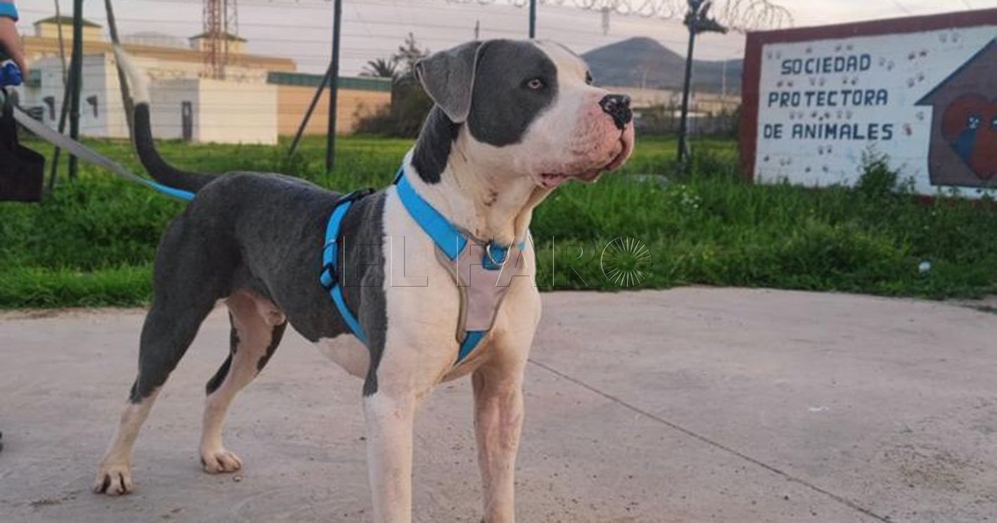 perro recorte Carta de la Sociedad Protectora de Animales de Melilla