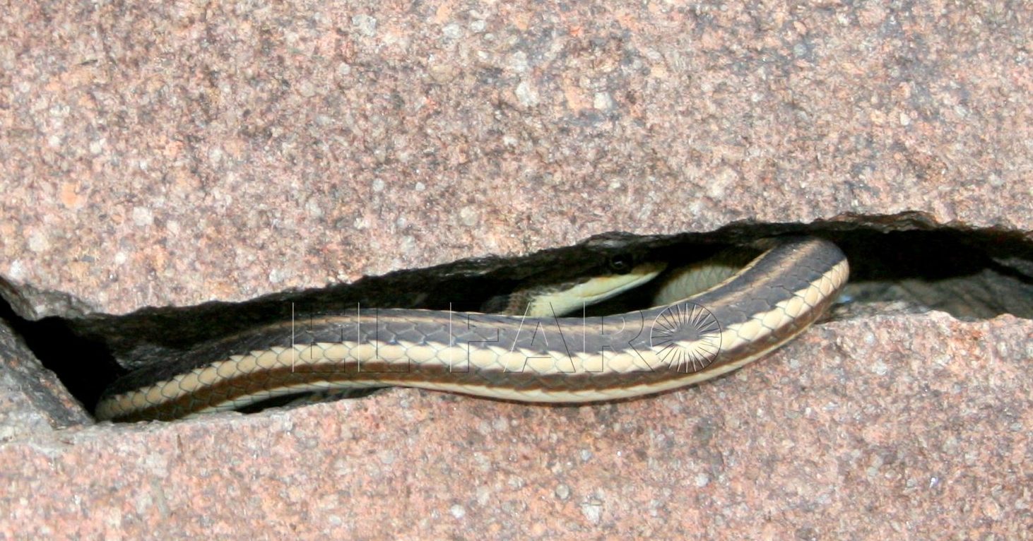 Culebra de Forskal Psammophis schokari e1686210389732 Culebra de las arenas