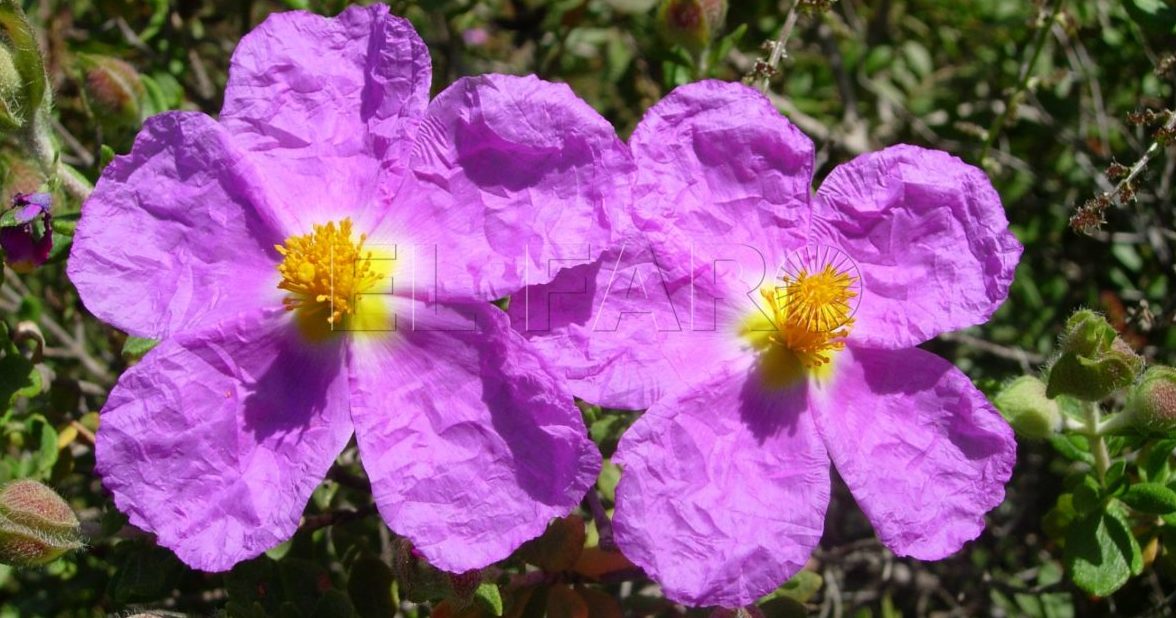 Jara de Cartagena Cistus heterophyllus e1686819755851 Jaras