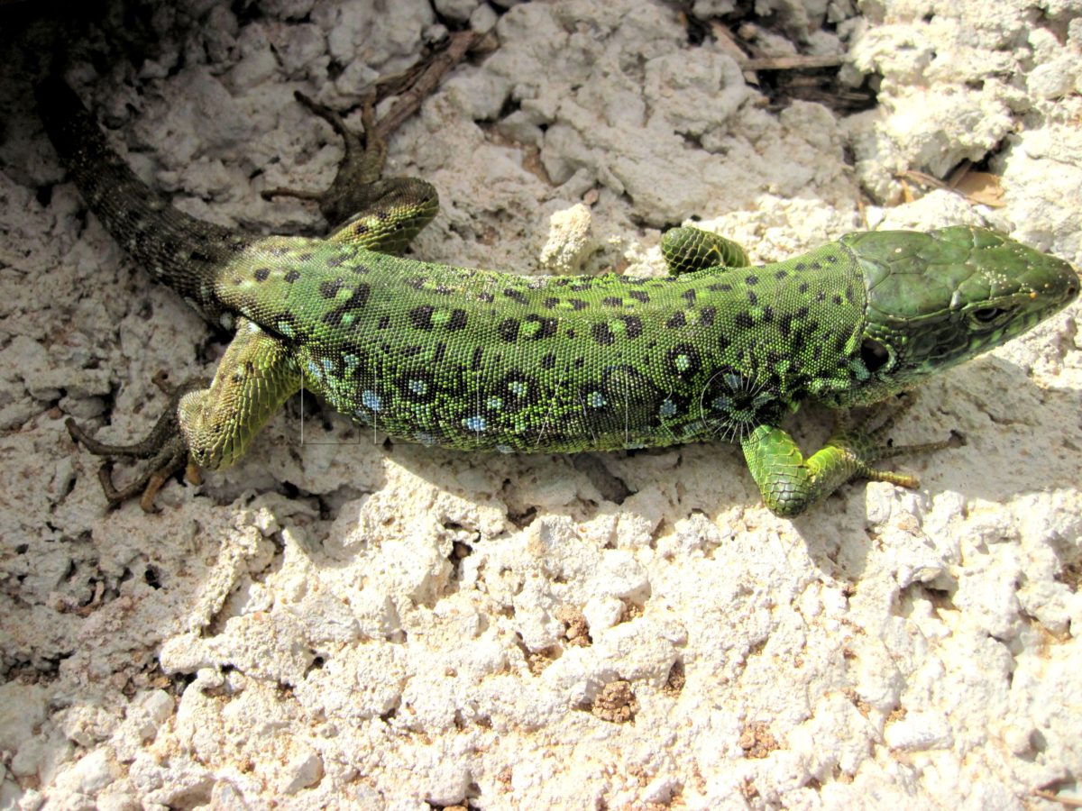 Lagarto ocelado del Atlas Timon tangitanus e1687639867453 Lagarto ocelado del Atlas. El gigante de los lacértidos de la Guelaya