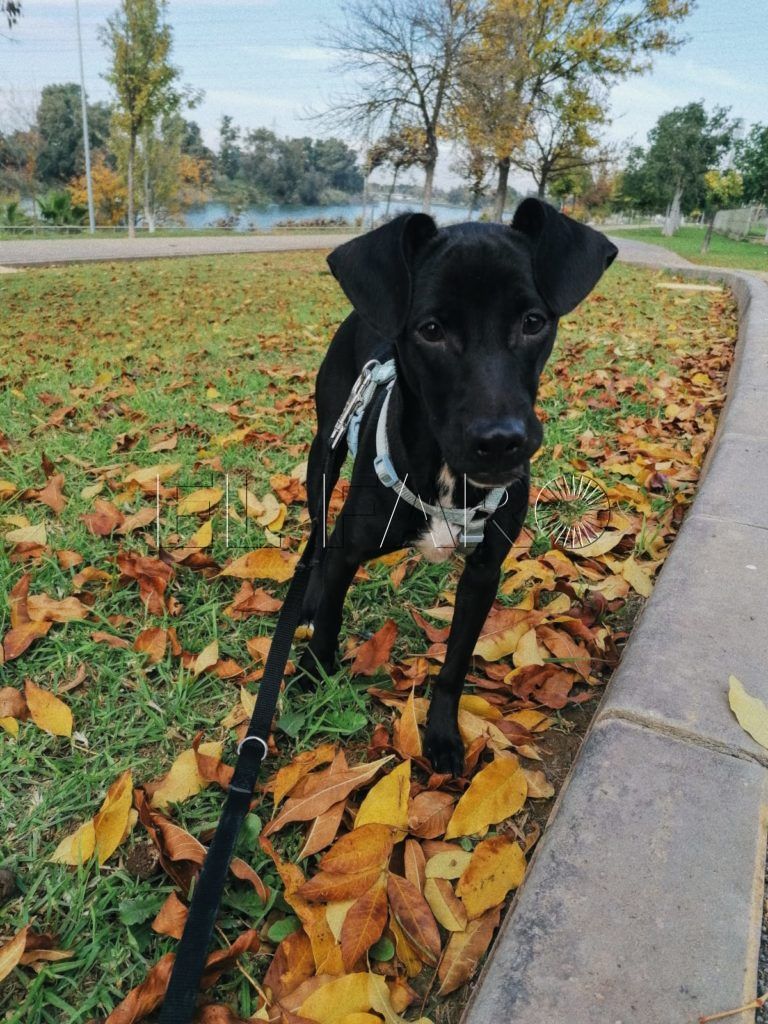 WhatsApp Image 2023 06 30 at 10.31.46 Cuidar de un perro o gato ayuda mejorar el bienestar emocional y físico de las personas