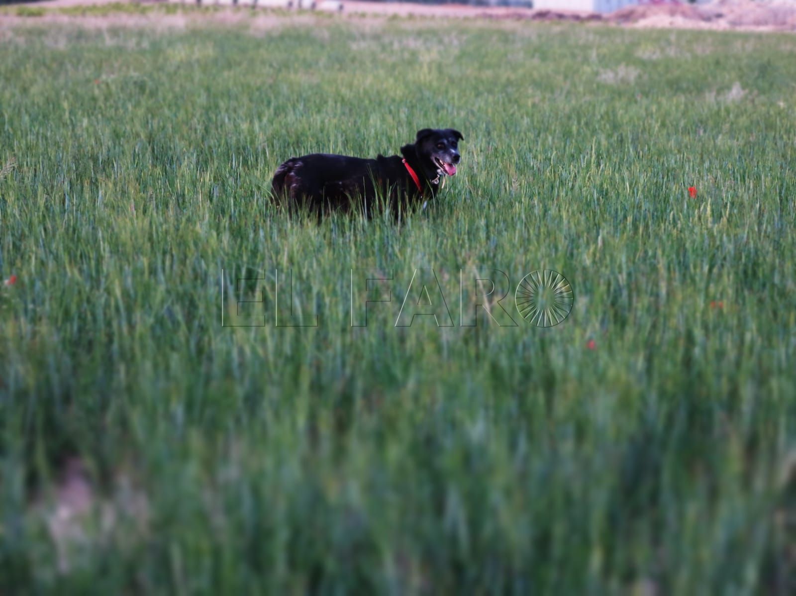 WhatsApp Image 2023 06 30 at 13.44.03 Cuidar de un perro o gato ayuda mejorar el bienestar emocional y físico de las personas