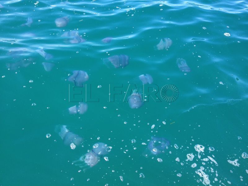 oleada medusas