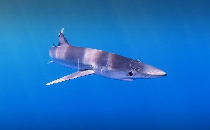Enriquetalledo.com . Tintorera Jabalíes, lobos y tiburones