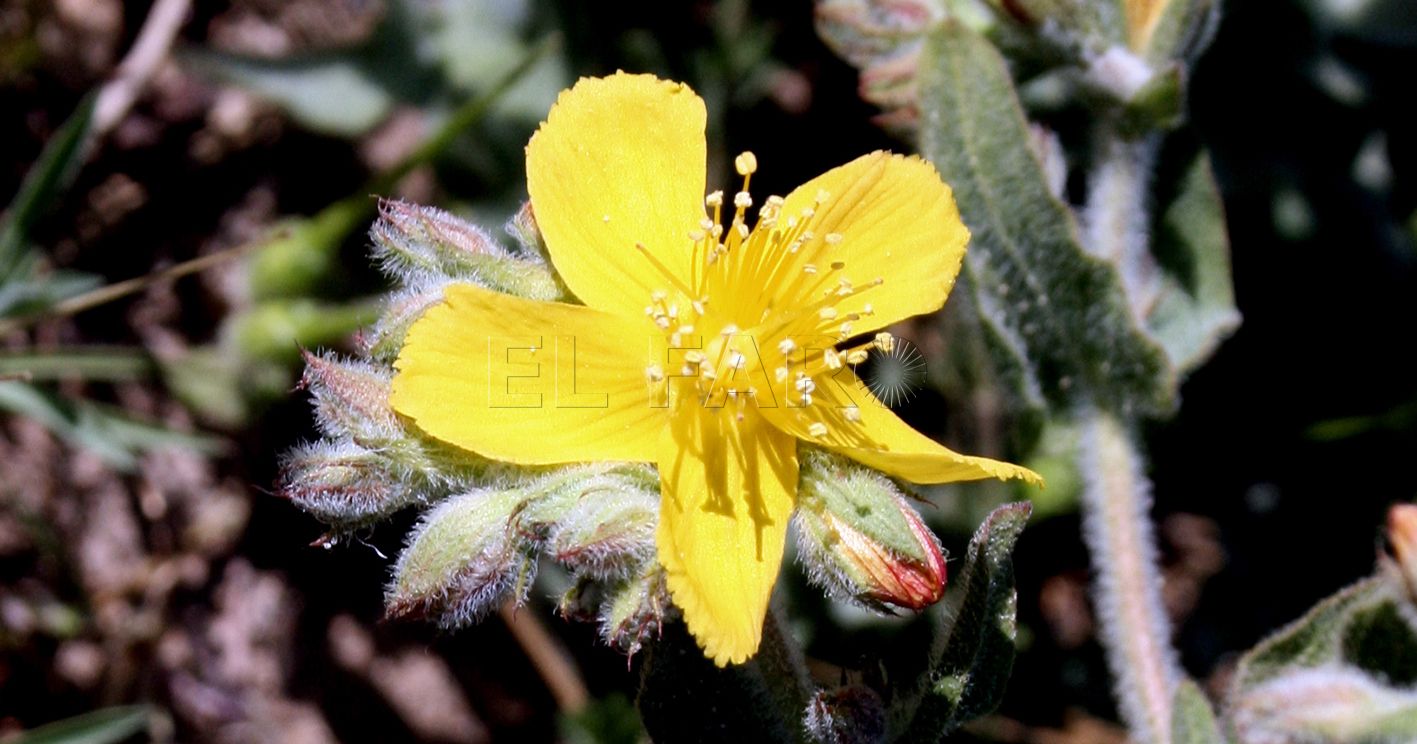 Hypericum perforatum en Melilla recorte Hierba de San Juan: Una flor y muchas leyendas