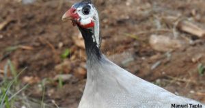 detalle de las cerdas que identifican a la gallina de Guinea doméstica como procedente de la subespecie sabyi recorte Gallinas de Guinea: aves domésticas con alma africana
