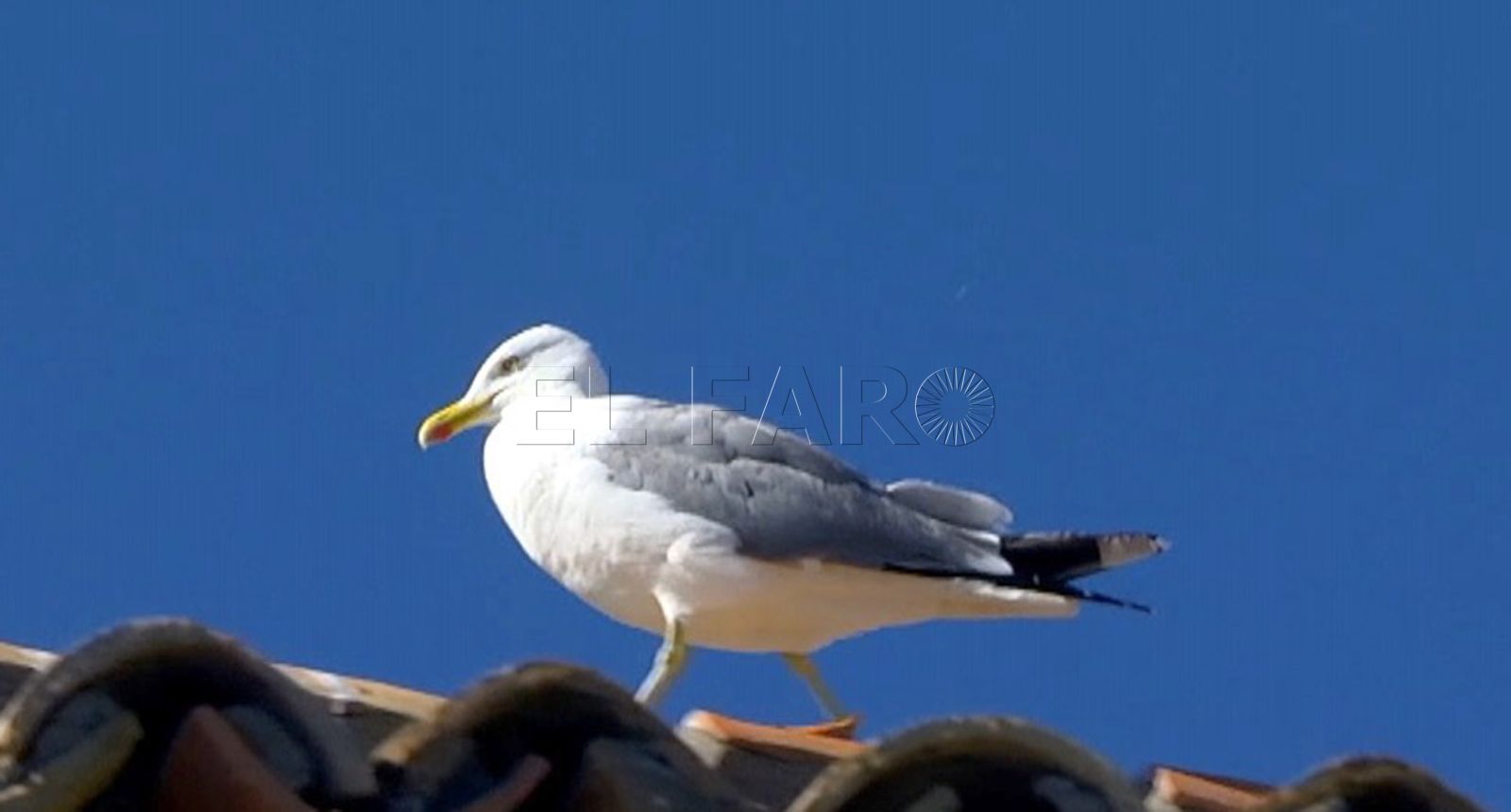 Las gaviotas patiamarillas del Mediterráneo son de mayor tamaño que las del Cantábrico
