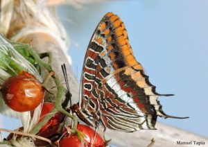 mariposa del madroño Charaxes jasius en una tomatera Mariposa del madroño