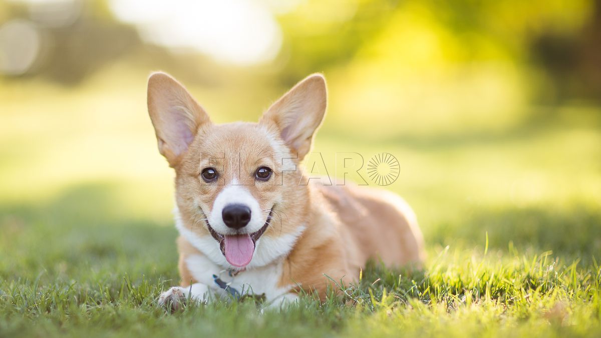 Consejos para favorecer la hidratación canina en los días más calurosos del verano