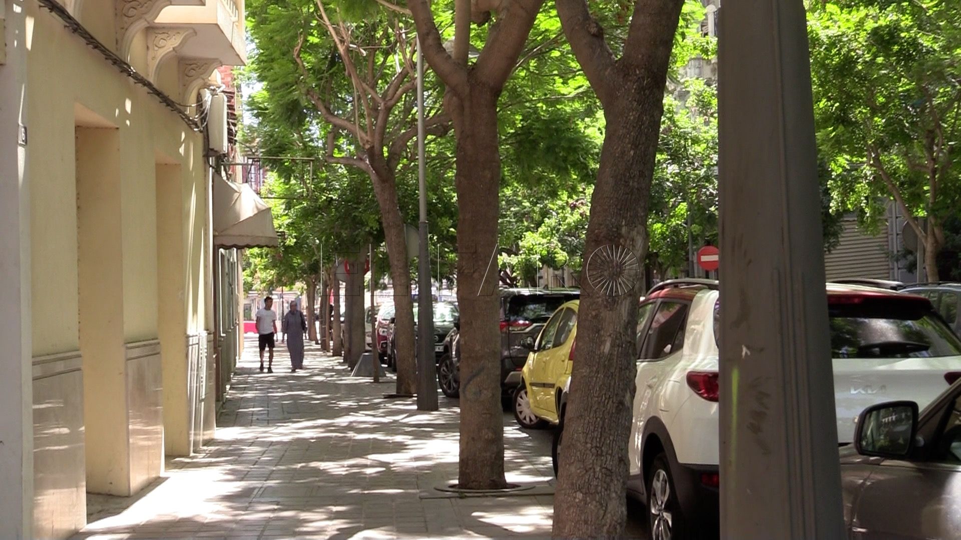 11 2 La importancia de los árboles para frenar el calor