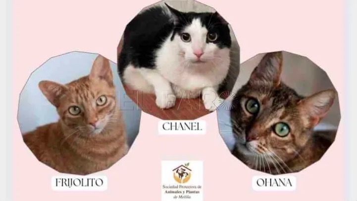La Protectora de Animales recauda dinero para que tres gatitos viajen hasta Argentina