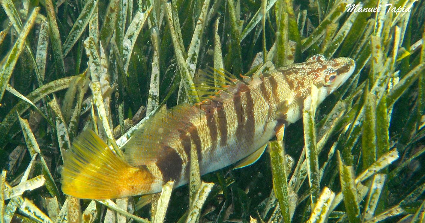 Serranus scriba sobre Posidonia oceanica recorte Vaquita serrana