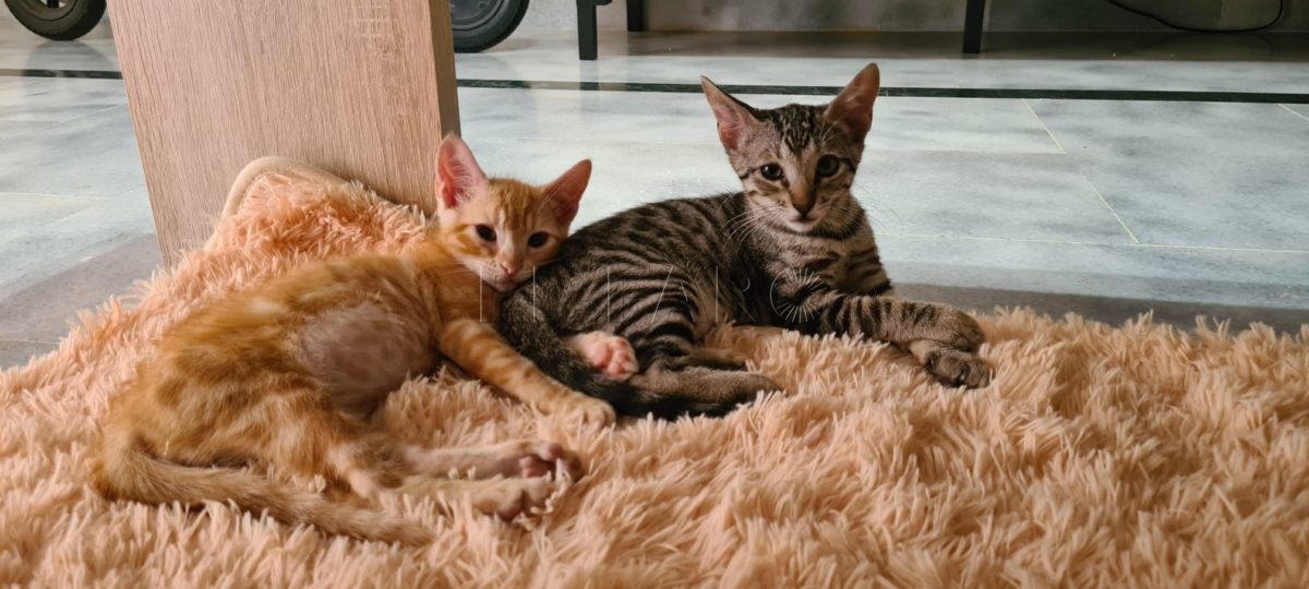Consejos para el cuidado de los gatos en verano