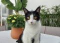 WhatsApp Image 2023 08 07 at 22.02.46 Melillenses celebran el Día del Gato recordando la historia de sus felinos