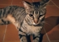 WhatsApp Image 2023 08 07 at 22.48.46 2 Melillenses celebran el Día del Gato recordando la historia de sus felinos