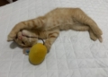 WhatsApp Image 2023 08 08 at 12.11.40 2 Melillenses celebran el Día del Gato recordando la historia de sus felinos
