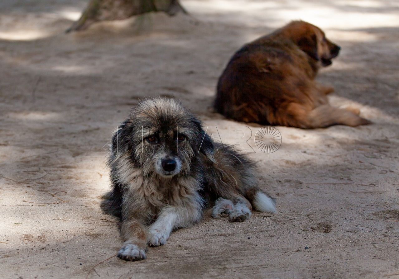 WhatsApp Image 2023 08 16 at 10.06.19 El abandono animal, preocupante en Melilla aunque no llega a los datos nacionales