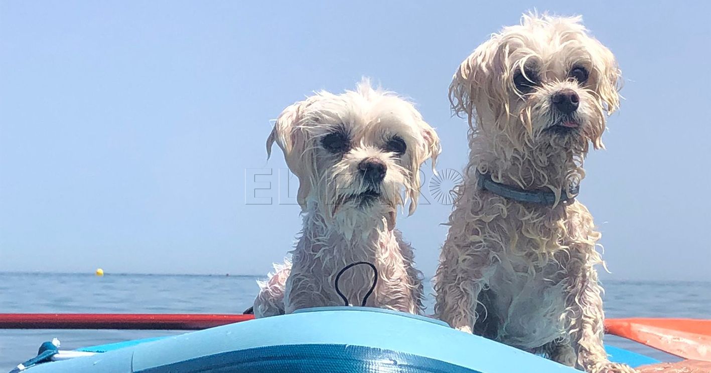 Mascotas