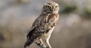 mochuelo común Athene noctua 1 recorte Mochuelo: Un centinela en los olivos