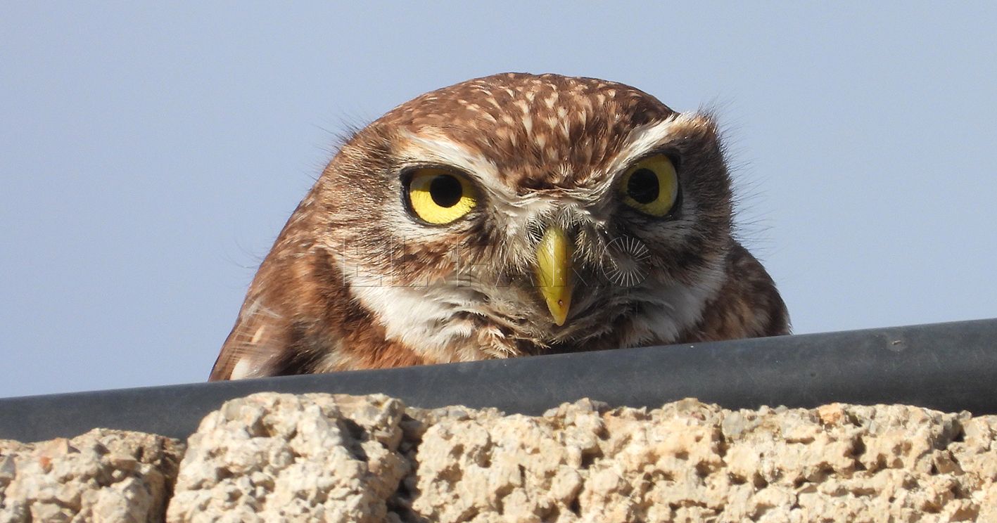 mochuelo en el río de Oro recorte Mochuelo: Un centinela en los olivos