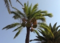 palmera parque hernandez El Parque Hernández, un jardín emblemático de Melilla