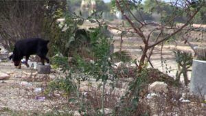 perro en los escombros El barrio del Poblado ‘Legionario’, una zona periférica abandonada
