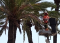 poda parque hernandez El Parque Hernández, un jardín emblemático de Melilla