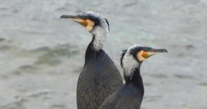 Cormoranes grandes Phalacrocorax carbo con librea nupcial recorte Cormoranes