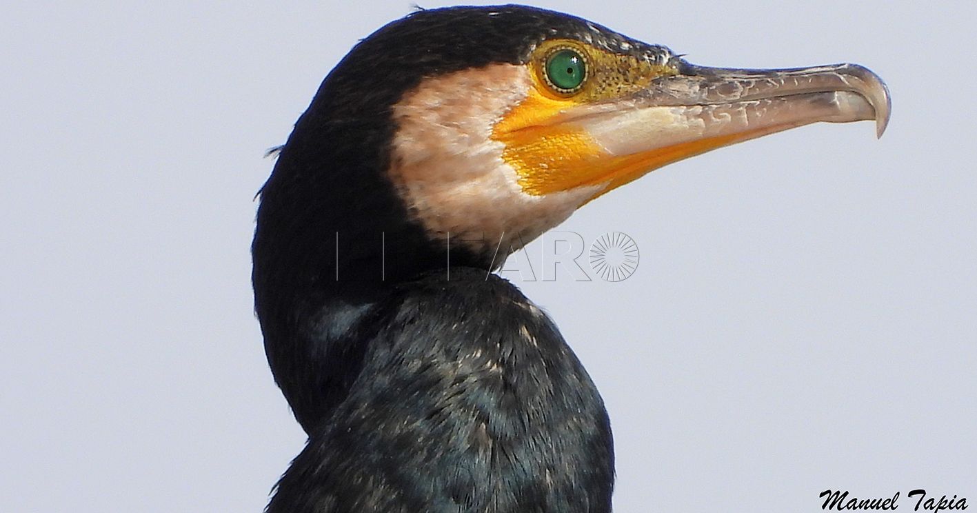 Cormorán grande detalle de los ojos. recorte Cormoranes