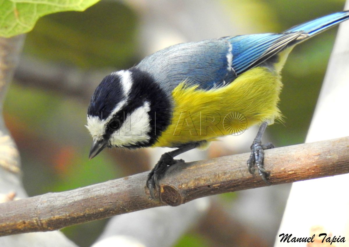 Herrerillo africano (Cyanistes teneriffae ultramarinus), con su característica boina oscura.