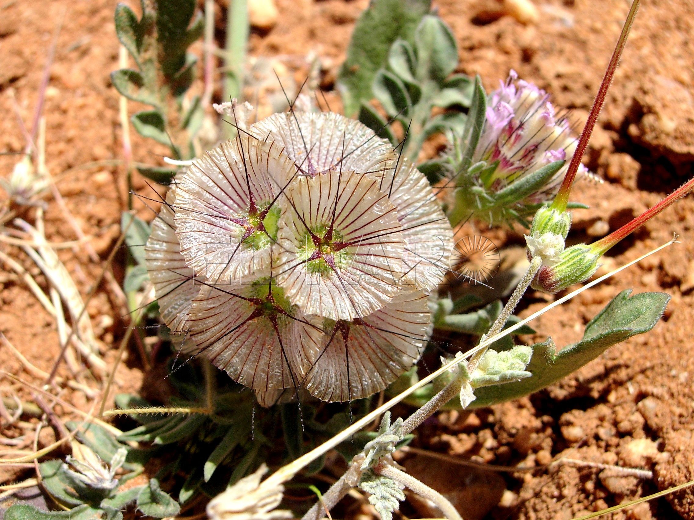 Fruto de Escabiosa (Lobelosia stellata).