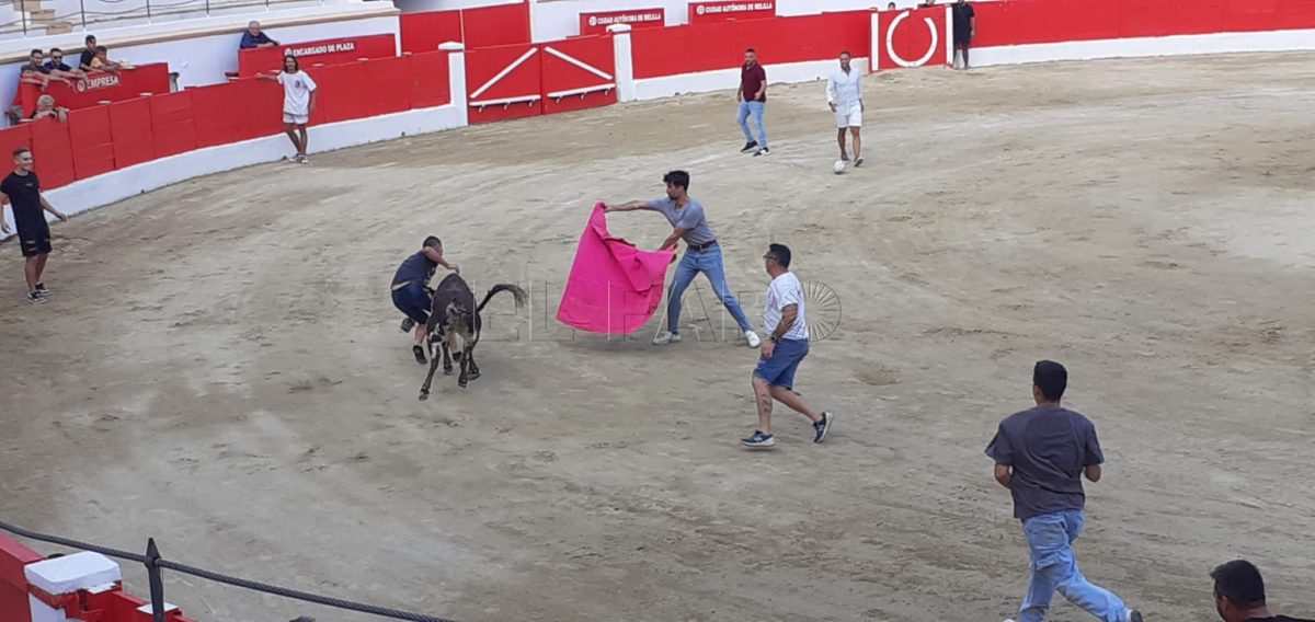 suelta de vaquillas