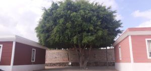 c6cb5ddb 5b2f 44d0 8e34 8b94561c02a5 ‘Las Caracolas’, cincuenta viviendas prefabricadas a la cercanía de la frontera