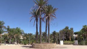 d7707d85 05aa 43c1 882b 9b655d1d3ff7 El parque forestal Juan Carlos I Rey, un pulmón botánico en Melilla