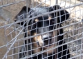 perro en jaula La Protectora de Animales pide mejoras, a la espera de recibir sus nuevas instalaciones