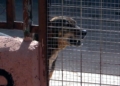 perro en jaula 2 La Protectora de Animales pide mejoras, a la espera de recibir sus nuevas instalaciones