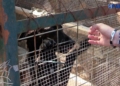 perro en jaula 3 La Protectora de Animales pide mejoras, a la espera de recibir sus nuevas instalaciones