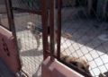 perros en jaulas La Protectora de Animales pide mejoras, a la espera de recibir sus nuevas instalaciones
