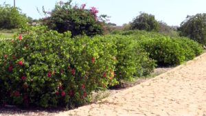 plantas forestal 1 El parque forestal Juan Carlos I Rey, un pulmón botánico en Melilla