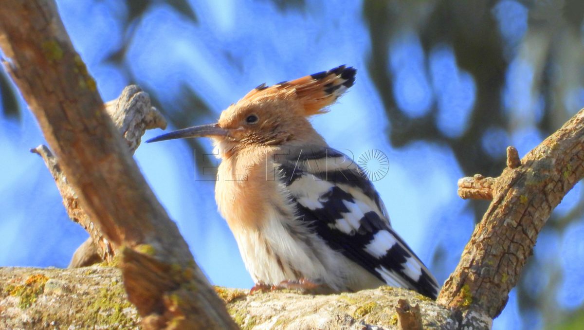 Abubilla (Upupa epops)