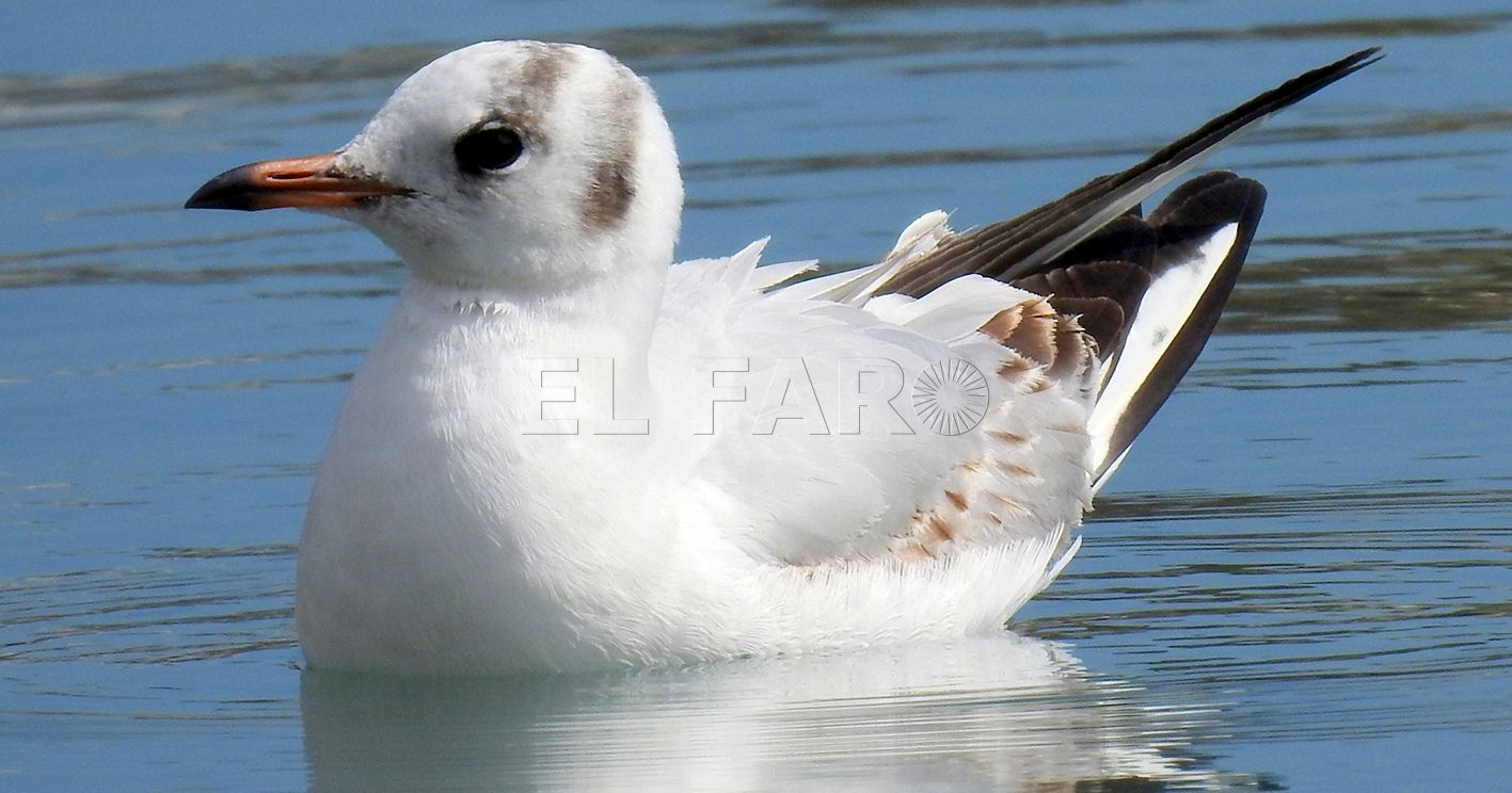 Gaviota reidora con uniforme de invierno recorte Gaviotas reidoras