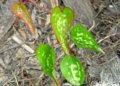 Hojas de la zarzaparrilla Zarzaparrillas: Las lianas del Mediterráneo