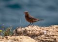 IMG 3471 Éxito en la ruta geo-ornitológica de SEO/BirdLife Melilla