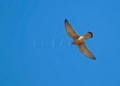 IMG 5325 Éxito en la ruta geo-ornitológica de SEO/BirdLife Melilla
