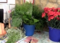 MVI 12651 Los melillenses llenan las floristerías en vísperas de Todos los Santos
